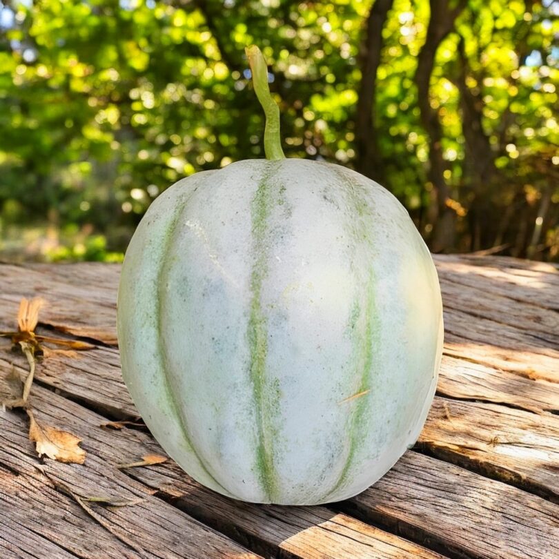 Melon 'Vieille France' (Variété ancienne) Graines