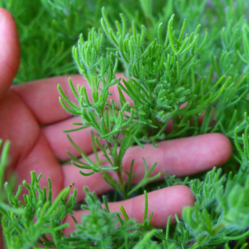 Herbe à Gyros (Artemisia caucasica) Plant