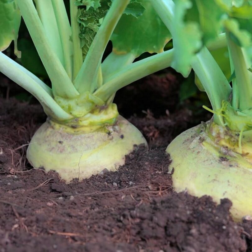 Chou Rutabaga 'Nadmorska' (Variété ancienne) Graines