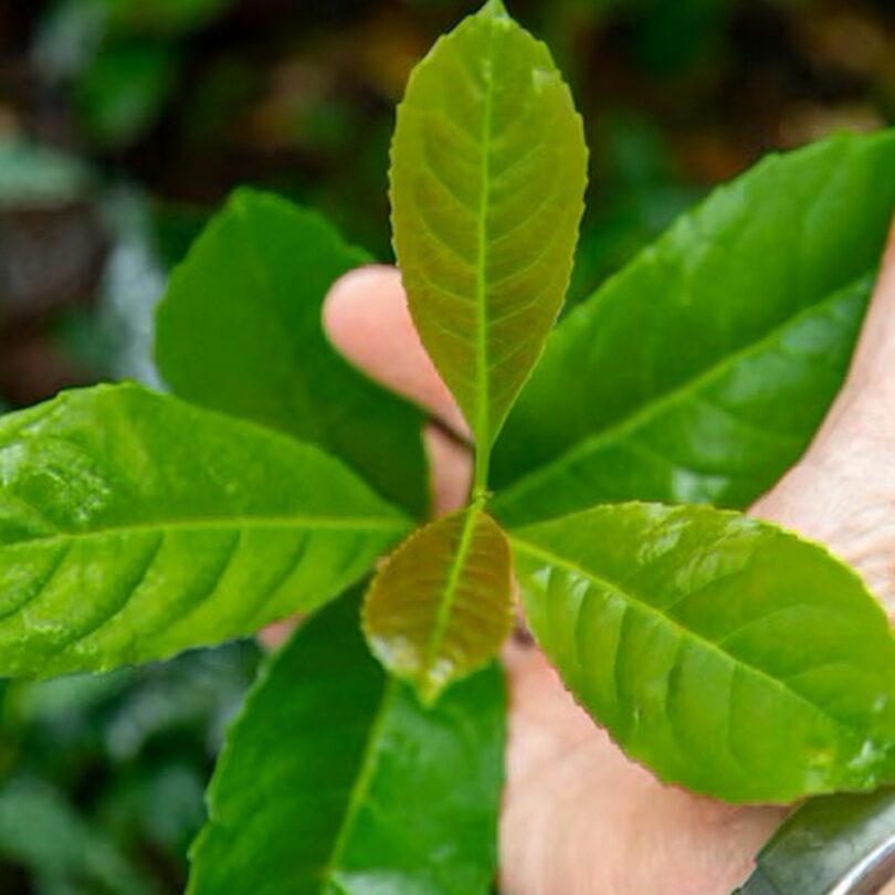 Yerba Maté, Thé du Paraguay (Ilex paraguariensis) Plant