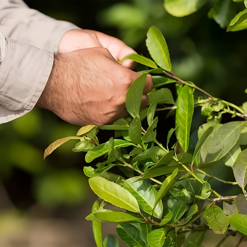 Yerba Maté, Thé du Paraguay (Ilex paraguariensis) Plant – Image 2