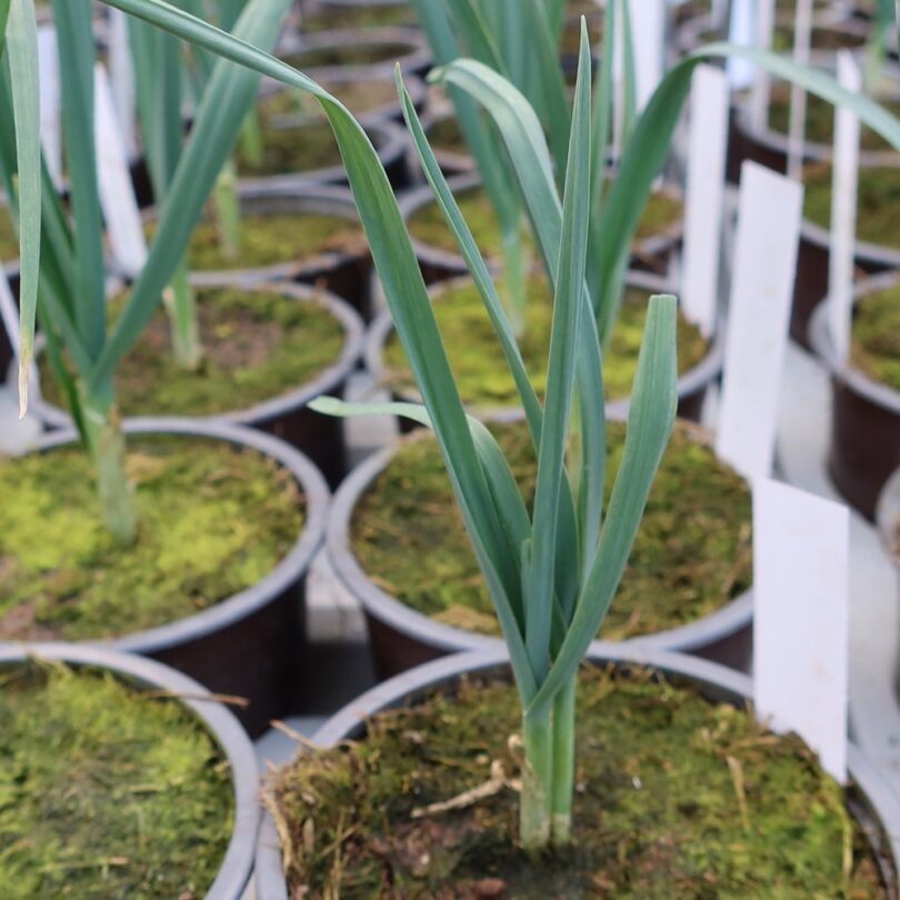 Ail éléphant (Allium ampeloprasum) Plant – Image 3