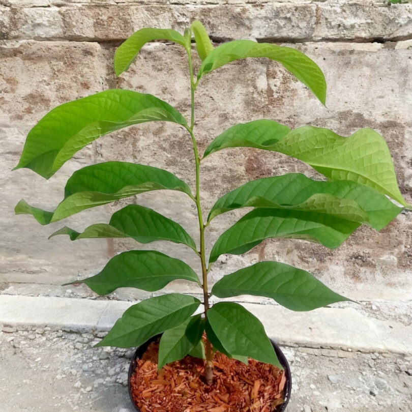 Asiminier, Paw Paw (Asimina triloba) Plant – Image 4